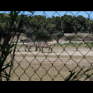 Nein, wir haben unsere Reise nicht in Afrika fortgesetzt. Mit dem Fahrrad wollten wir nicht durch den Safaripark fahren und „Essen auf Rädern“ für die Löwen spielen.